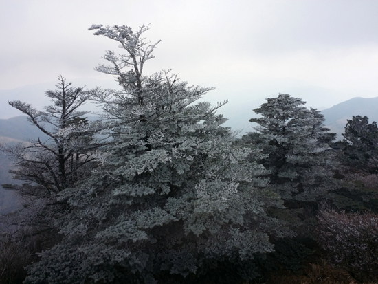 전국의 기온이 뚝 떨어진 14일 지리산 반야봉(해발 1천732m)에 올겨울 첫 눈이 내렸다. /연합뉴스