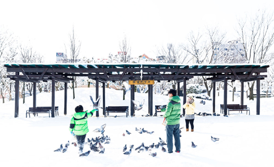 전주 덕진공원 눈밭속에 옹기종기 모인 비둘기와 행복한 가족이 추억을 만든다. /사진작가 유달영