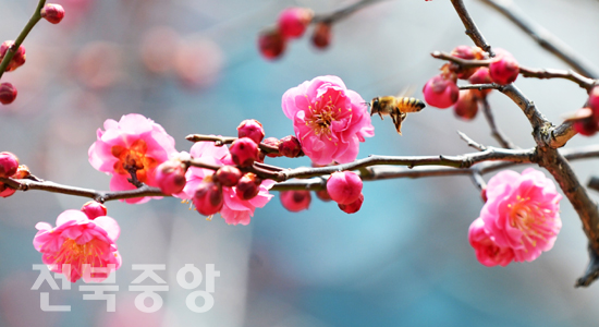 완연한 봄 날씨를 보인 12일 전주시내 한 정원에 봄의 전령사인 홍매화가 꽃망울을 터트리자 꽃향기에 취한 꿀벌 한마리가 다가오고 있다./이원철기자