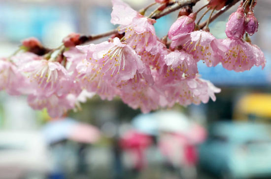 전국적으로 봄비가 내린 15일 부산 수영구 배화학교에 있는 벚꽃이 꽃망울을 활짝 터뜨려 화사한 자태를 뽐내고 있다. /연합뉴스