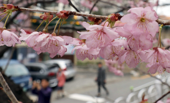 18일 낮 최고기온이 15.7도까지 올라간 부산 배화학교 앞에서 시민들이 꽃망울을 활짝 터뜨린 벚꽃을 보고 있다. /연합뉴스