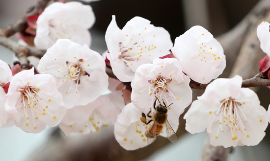 2일 오후 춘천시 신북읍의 한 주택에서 꽃망울을 터뜨린 매화 위로 꿀벌이 꽃가루를 모으고 있다. /연합뉴스
