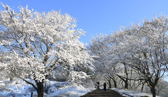 8일 오전 경남 거창군 덕천서원에 쌀쌀한 날씨에 눈이 내리면서 만개한 벚꽃이 눈꽃으로 변해있다. /연합뉴스