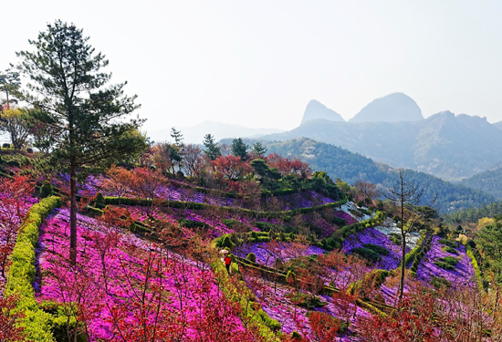 진안읍 원연장마을 꽃 잔디 동산에 꽃 잔디가 만개해 알록달록한 꽃물결을 연출하고 있다. /사진작가=유달영
