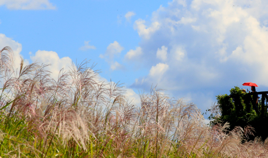화창한 가을 날씨를 보인 27일 오후 서울 마포구 상암동 하늘공원에서 시민들이 전망대에 올라 억새밭의 정취를 즐기고 있다. /연합뉴스