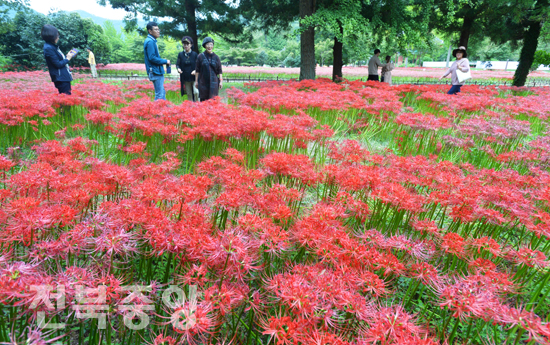 주말 휴일을 맞아  29일 고창 선운사를 찾은 관광객들이 붉게 물들어가는 꽃무릇 자태를 바라보며 가을 정취를 만끽하고 있다./이원철기자