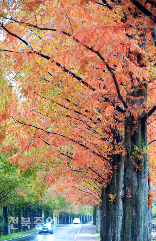29일 전북의 명소인 진안군 부귀면 메타쉐콰이어길 풍경이 가을빛깔로 물들어가며 아름다운 가을 정취를 자아내고 있다./이원철기자