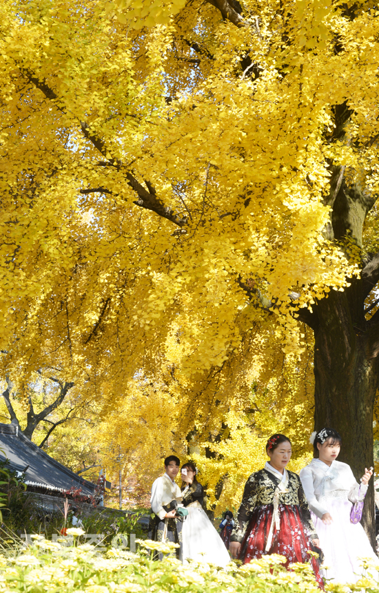 6일 전주 한옥마을 경기전을 찾은 관광객들이 가을햇살에 노랗게 물든 은행나무 낙엽이 떨어지는 꽃길을 걸으며 가을 정취를 느끼고 있다./이원철기자