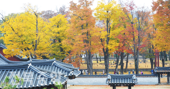 가을 끝자락에 접어든 주말 휴일을 맞아 10일 전주 경기전을 방문한 관광객들이 울긋불긋 물들어 가는 단풍 낙엽길을 걸으며 가을 정취를 만끽하고 있다./이원철기자
