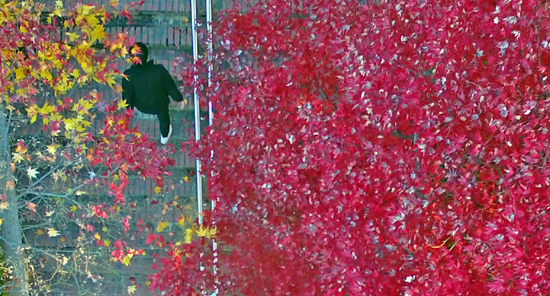 12일 강원 춘천시 한림대 캠퍼스에 단풍나무가 낙엽으로 깊어가는 가을 정취를 느끼게 하고 있다. /연합뉴스