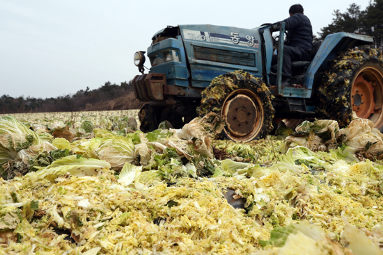 9일 오후 전남 영암군 신북면 모산리 한 배추농가에서 시장격리조치된 가을배추가 산지폐기되고 있다. /연합뉴스