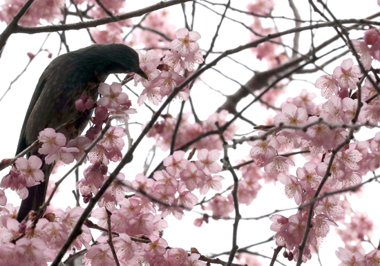 3월 첫 일요일인 3일 부산 수영구 배화학교에 벚꽃이 만개하자 직박구리 한 마리가 날아들어 꿀을 따고 있다. /연합뉴스