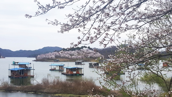 9일 충북 진천군 초평호에 있는 '꽃섬' 한쪽 기슭에 벚꽃이 만개했다. /연합뉴스