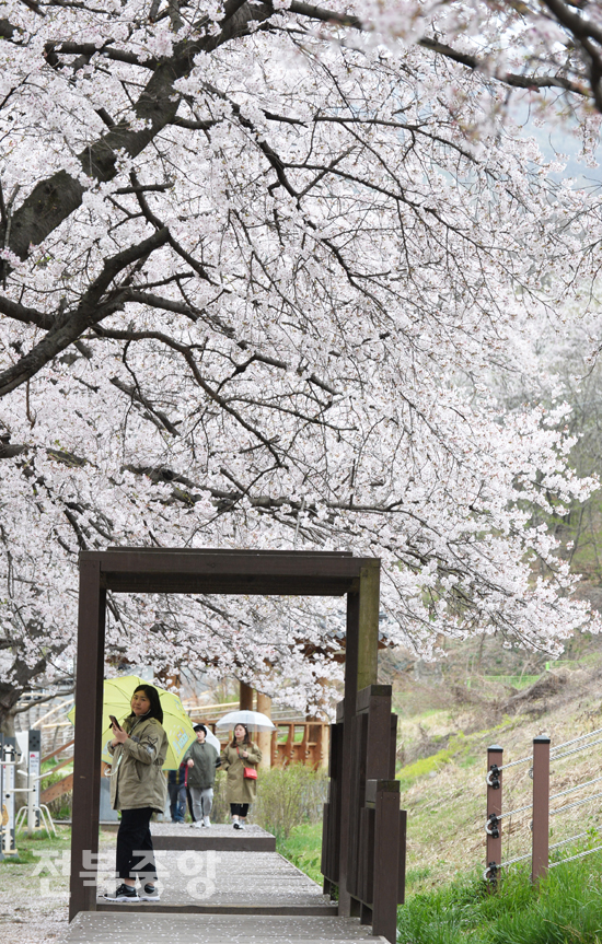 봄비가 촉촉히 내린 9일 전주 아중호수를 찾은 시민들이 우산을 쓰고 흐드러지게 핀 아름다운 벚꽃길을 거닐고 있다./이원철기자