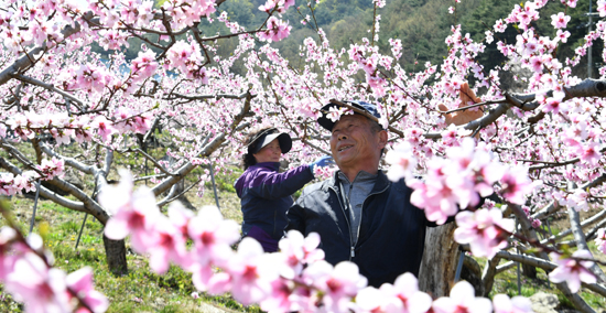 15일 경남 거창군 남상면 임불마을의 한 복숭아 농장에서 농민들이 복사꽃을 솎아내고 있다. /연합뉴스