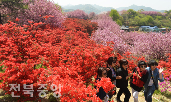 초여름 날씨를 보인 22일 전주 완산공원 꽃동산을 찾은 시민과 관광객들이 활짝 핀 겹벚꽃과 철쭉이 만개한 형형색색의 아름다운 풍경을 배경으로 사진을 찍고 있다./이원철기자