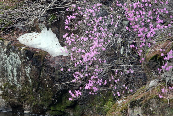 25일 오전 강원 강릉시 왕산면의 한 산간 계곡에서 진달래가 지난겨울의 얼음 주변에서 피어나고 있다. /연합뉴스