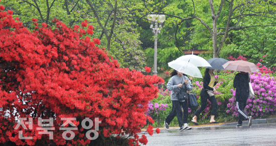 봄비가 촉촉히 내린 29일 전주대학교 교정에서 학생들이 우산을 받고 철쭉이 만개한 꽃길을 서둘러 이동하고 있다./이원철기자