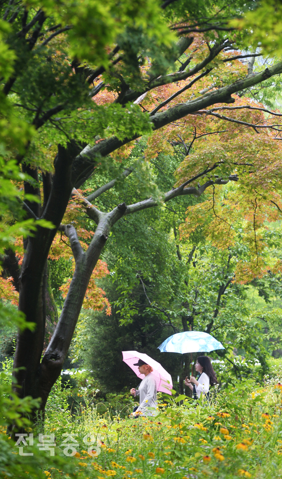 본격적인 장마가 시작된 26일 전북대학교에서 학생들이 우산으로 비를 피하며 교정을 걷고 있다./이원철기자