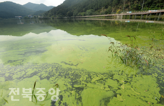 17일 한국농어촌공사 전주 인교저수지 아중호수 일대가 녹조로 번지며 오염되고 있다./이원철기자