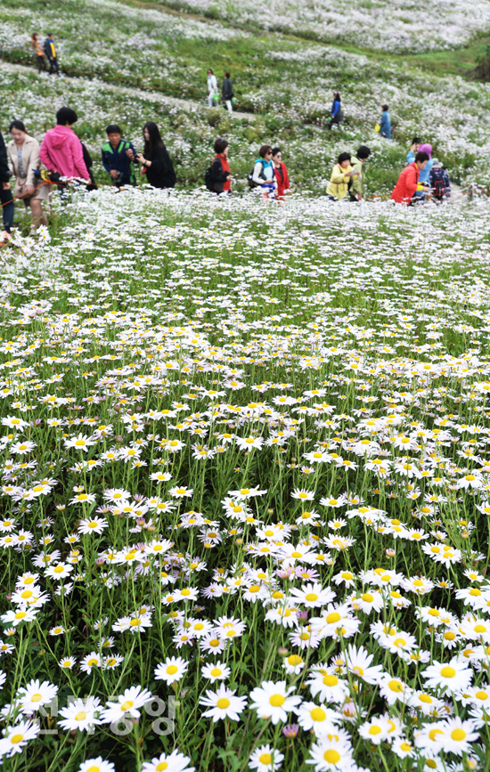 2019 정읍시 산내면 구절초 축제 테마공원을 찾은 관광객들이 만개한 구절초 꽃길을 거닐며 가을정취를 만끽하고 있다./이원철기자