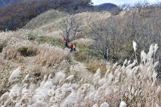 25일 전북 장수군 장안산을 찾은 등산객들이 멋진 경관을 보이고 있는 억새 군락지 사잇길을 걸으며 가을 정취를 만끽하고 있다. /장수군 제공