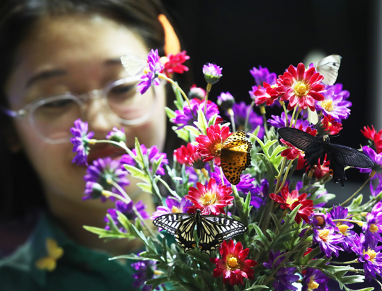 소한(小寒)인 6일 오후 경기도 용인시 에버랜드 '미리 봄 나비정원'에서 직원이 꽃에 나비를 모으고 있다. /연합뉴스