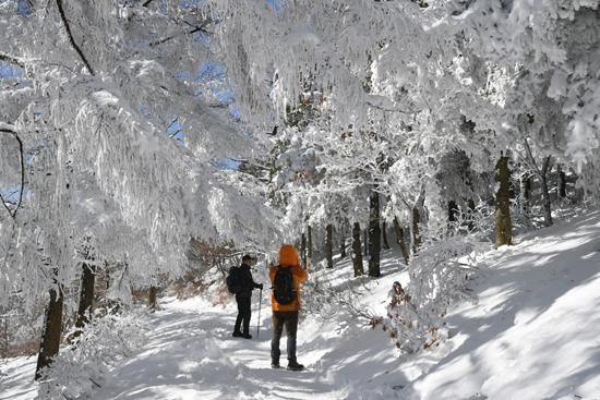 지난 17일 14㎝가 넘는 적설량을 기록한 전북 남원시 지리산 바래봉 일대가 눈으로 덮여 장관을 이루고 있다. 19일 이곳을 찾은 탐방객들이 눈꽃을 배경으로 사진 촬영을 하고 있다. /남원시 제공
