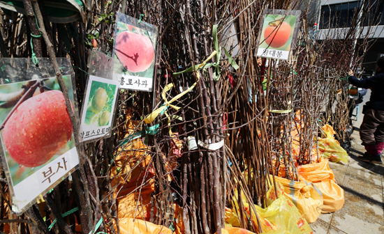 식목일인 5일 꽃시장을 찾은 시민들이 묘목을 고르고 있다. /연합뉴스