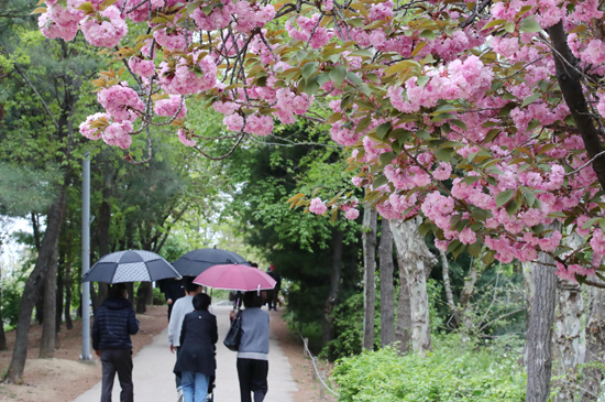 봄비가 내리는 19일 오후 우산을 쓴 시민들이 서울 성동구 서울숲에서 산책하고 있다. /연합뉴스