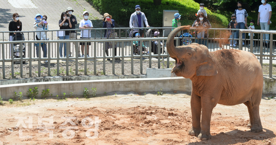 23일 코로나19 여파로 장기간 휴장했던 전주 동물원이 재개장한 첫 주말 휴일을 맞아 오랫만에 찾아온 관람객들을 반기며 코끼리가 흙장난 치는 묘기를 보여주고 있다./이원철기자