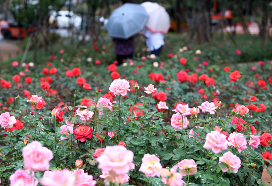 전국적으로 흐리거나 비가 내린 12일 오후 대구 서구 도심 속 산책길인 '그린웨이'의 장미원에서 만개한 꽃들 사이로 시민들이 산책을 즐기고 있다. /연합뉴스