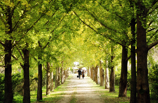 19일 오후 전남 나주시 남평읍 은행나무 수목원의 나무들이 노란색으로 물들어 가고 있다. /연합뉴스
