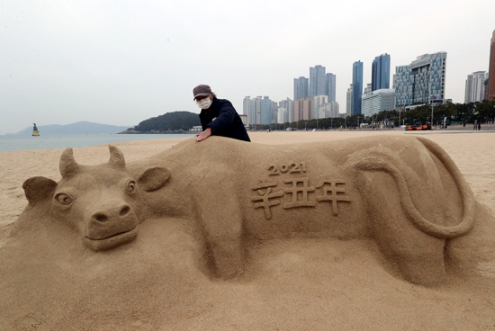 신축년을 맞이하여 5일 부산 해운대해수욕장에서 모래 조각가 김길만 씨가 황소 주제로 모래 작품을 만들고 있다. /연합뉴스