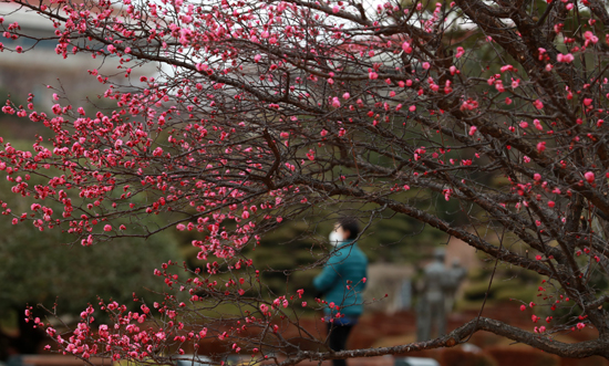 전국적으로 포근한 날씨를 보인 24일 오후 부산 남구 유엔기념공원에 홍매화가 활짝 피어 있다. /연합뉴스