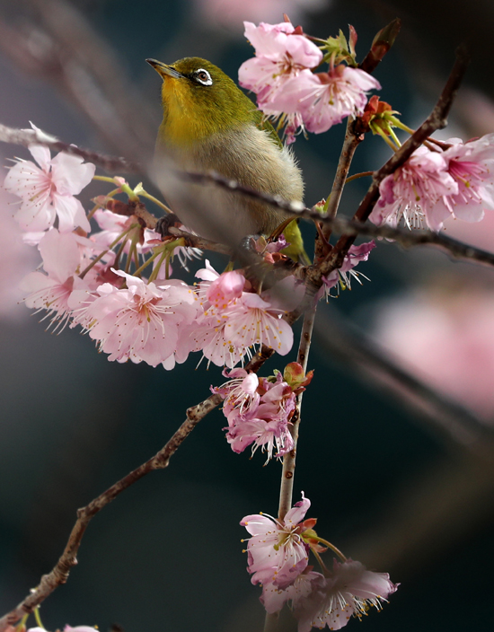 3일 오후 학교 정문에 벚꽃이 만개하자 동박새가 날아와 먹이를 찾고 있다. /연합뉴스