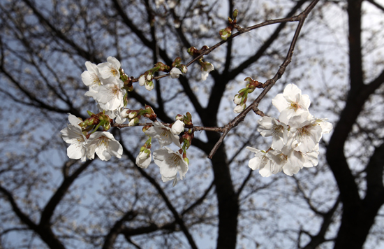 16일 오후 광주 서구 동천동 천변우하로에서 벚나무가 꽃을 피우고 있다. /연합뉴스