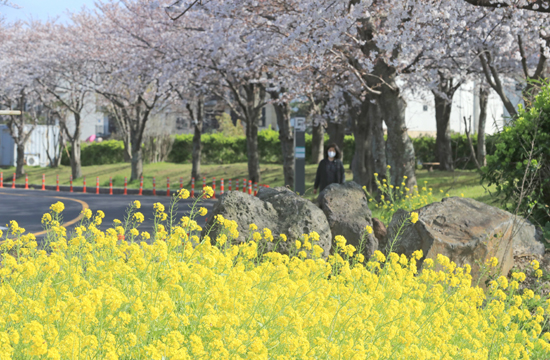18일 오후 제주시 종합운동장 인근에 유채꽃과 벚꽃이 화사하게 피어 오가는 이들의 눈길을 끌고 있다.