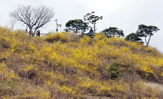 완연한 봄 날씨를 보인 21일 서울 응봉산에 개나리가 피어있다. /연합뉴스