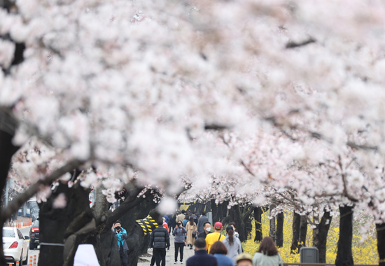 28일 오후 서울 영등포구 윤중로를 찾은 시민들이 벚꽃이 핀 길을 거닐며 봄의 정취를 즐기고 있다. /연합뉴스