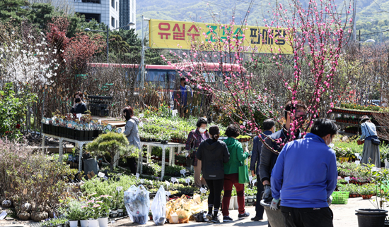 식목일인 5일 오후 꽃시장 내 묘목 판매 업소가 시민들로 붐비고 있다. /연합뉴스