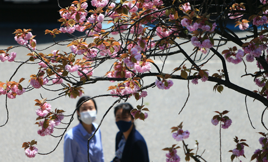 19일 강원 속초지역 한 관공서 쉼터의 만개한 겹벚꽃이 직원과 방문객들의 눈길을 끌고 있다. /연합뉴스