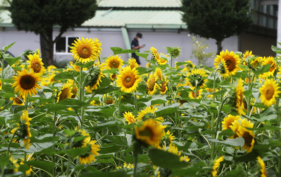 무더운 날씨가 이어지고 있는 3일 오후 경기도 수원시 탑동시민농장에 해바라기가 만개해 있다. /연하뉴스