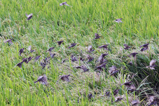 기온이 떨어지면서 가을 날씨를 보인 30일 오전 강원 강릉 시내의 한 들판에서 참새들이 벼 이삭을 먹다가 비상하고 있다. /연합뉴스