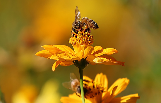 15일 오전 노랑코스모스가 활짝 핀 송파구 올림픽공원 들꽃마루에서 꿀벌이 분주히 움직이고 있다. /연합뉴스