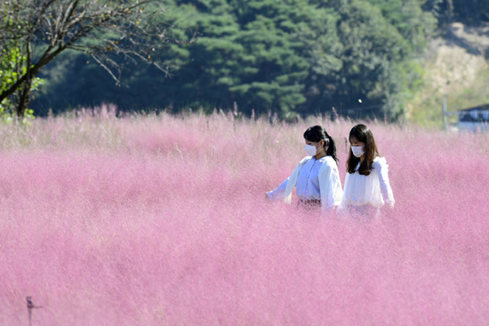 남원시 신생마을 일대에 6일 분홍빛 핑크뮬리가 만개해 관광객들을 유혹하고 있다. 이 핑크뮬리는 11월까지 연분홍빛 물결을 이룬다. /연합뉴스
