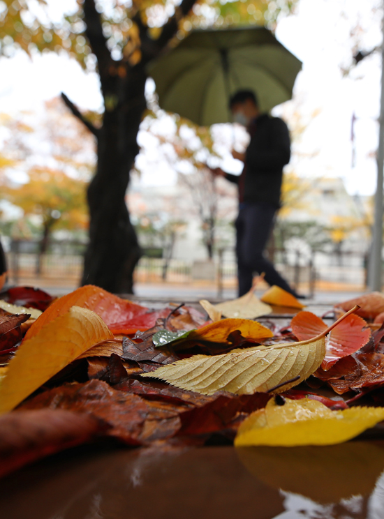 전국적으로 가을비가 내린 8일 한 시민이 단풍이 떨어진 길을 지나고 있다. /연합뉴스