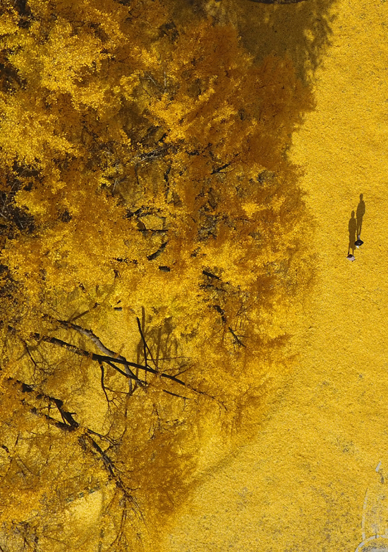 15일 대형 은행나무가 잎사귀를 떨궈 노란 양탄자를 깔아놓은 듯 가을이 떠나감을 알리고 있다. /연합뉴스