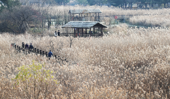 11월 마지막 휴일인 28일 오후 시민들이 누렇게 물든 갈대 사이를 산책하며 늦가을 정취를 만끽하고 있다. /연합뉴스