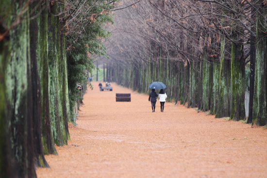 오락가락 눈발이 날린 1일 오후 전남 담양군 메타세콰이어 길에서 시민들이 궂은 날씨에 우산을 쓰고 산책로를 걷고 있다. /연합뉴스
